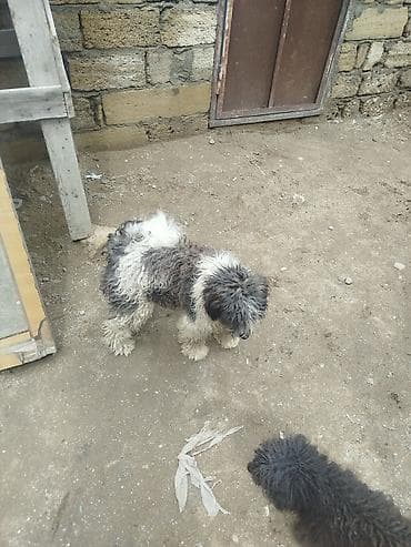 dok it: Peyvəndli — 7