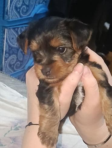 Heyvanlar üçün mallar: Məhsul: Yorkşir ter yer balası Qiymət: 400 AZN (şəkildə göstərilib) — 5