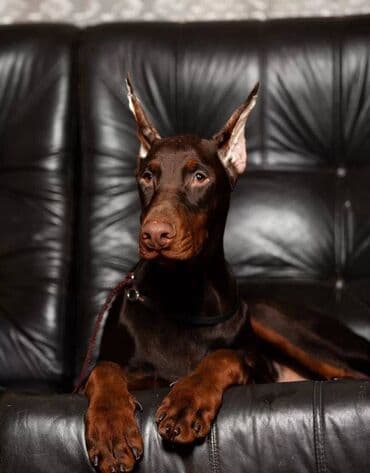 Akvariumlar: Doberman, 2 ay, Erkek, Sənədli, Pulsuz çatdırılma — 2