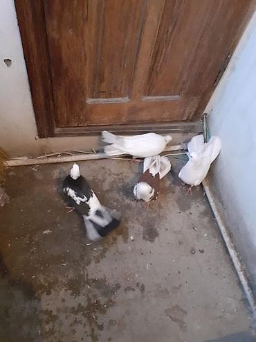 goyercinlər: Səkkiz ədəd eni qiyrudu səkkizini götürən olsa üstə üstə 20 manat — 5