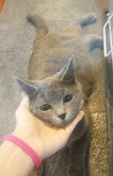 котята в баку бесплатно 2020: Шотландская, Самка, Бесплатная доставка — 4