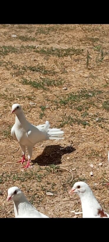 qarğa satışı: Salam ağ enli quyruq hündür ayaq erkəy satılır heç bir prablemi yoxdur — 1