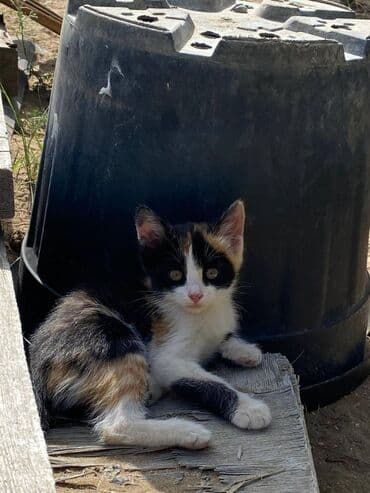 в добрые руки котята: Самка, В добрые руки — 2