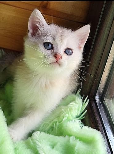 ana ari satisi: Şinşilla, Erkək, Dişi, Pulsuz çatdırılma — 10