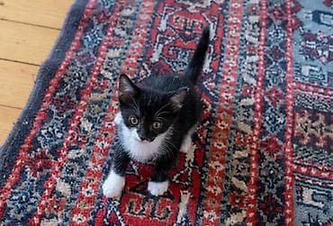 Akvariumlar: Dişi, Yaxşı əllərə — 2