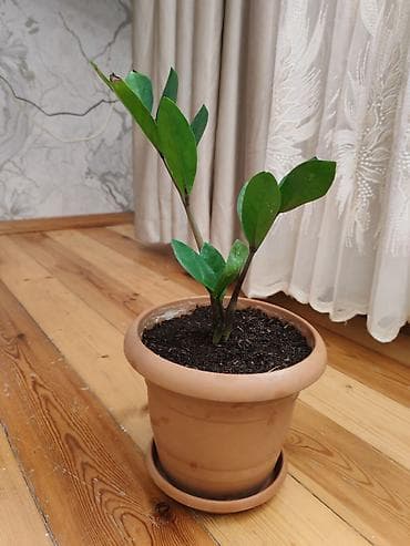 dibçek: Zamiokulkas (ZZ plant) – dekorativ ev bitkisi - Növ: Zamioculcas — 1
