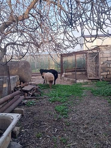 Рогатый скот: Qoç satılır .yaş yarımlıqdı .iri hündür qoçdu . real alıcı zəng vursun — 7