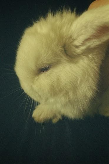 Птицы: 2 denədir deyə satıram 2 sinə birlikdə baxa bilmirəm hər şeyi — 7