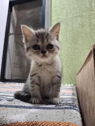 yalnız suda yaşayan heyvanlar: Şinşilla, Dişi — 3