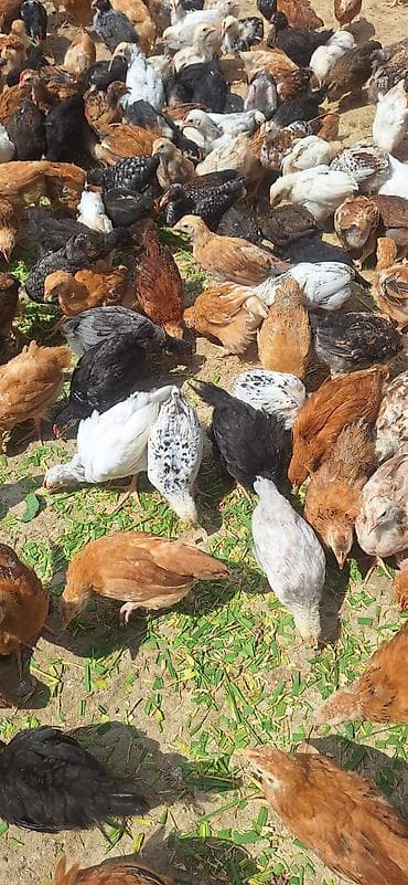 cuce yuvasi: Toyuq cücələri, Damazlıq — 7