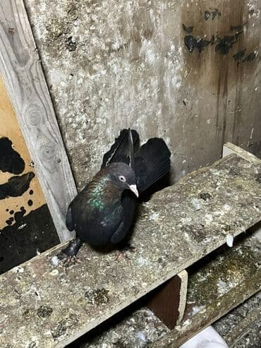 Akvarium aksessuar və ləvazimatları: Göyərçinlər zabratdadı hamsı uçan quşlardı isdəyən olsa gəlsin həyətdə — 3