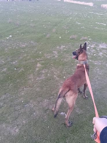 belçika afçarkası: Belçika çoban iti, 2 il, Erkek, Ünvandan götürmə — 8