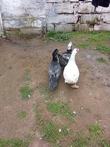 ruan ördəyi: 3 dene lal ordey satlir 1 erkey ağ iki boz dışı cavan heyvanardi 3bir — 2