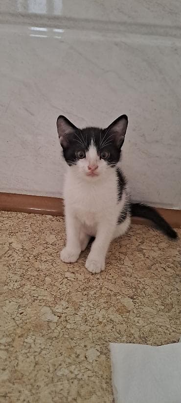 Котята в добрые руки к лотку приучены кушают самостоятельно — 5