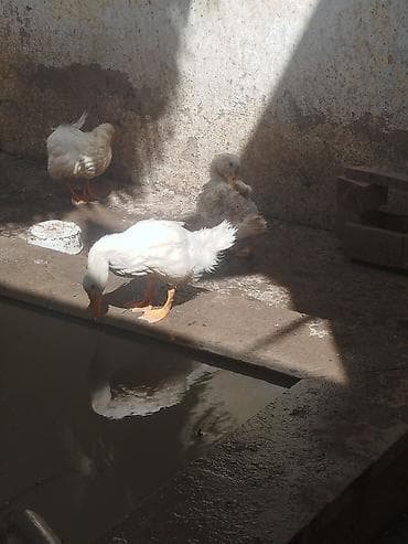 mandarinka ördeyi: Salam gördüyünüz Pekin ordeklerin Satıram Şəraitim olmadığı üçün — 4