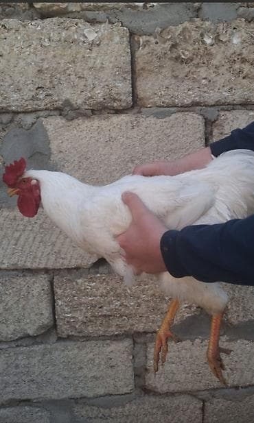 ala inek: Xoruz, il: 1, Ödənişli çatdırılma — 4