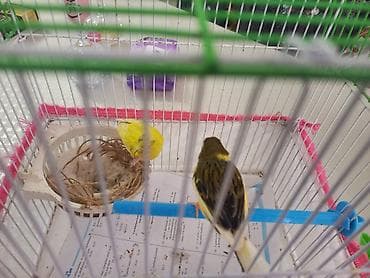 pişik evleri: Meslehetli quşlardı - Növlər: ev kanareykaları - Rənglər: sarı — 6