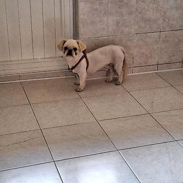 itlerin davasi: Pekines — 2