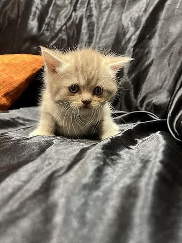 pişik sumkası: Şotland — 7