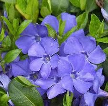 Barvinok sarmaşığı. Həmişəyaşıl sarmaşıqdır, yay aylarında çiçək açır