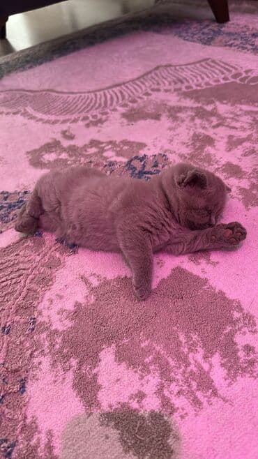 şotlan pişik: Şotland yastı qulaq, Erkək, Dişi, Yaxşı əllərə, Ünvandan götürmə, Pulsuz çatdırılma, Ödənişli çatdırılma — 78