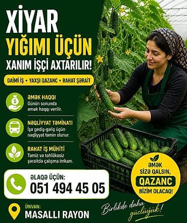 Xiyar yığımı üçün xanım işçi axtarılır! İşin məzmunu: - xiyarın