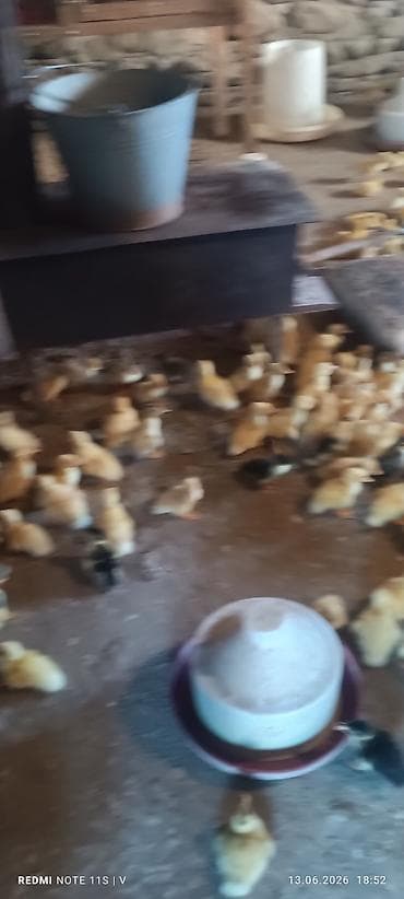 Məhsul: Xırdabuynuz quş balaları (ördək balaları) Təsvir: -