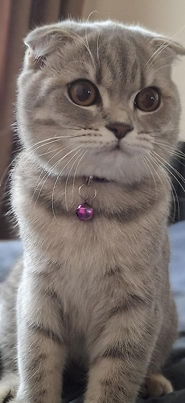 Şotland yastı qulaq, Dişi