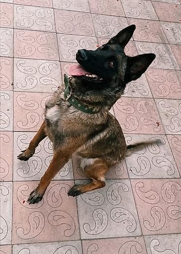 pidbul iti: Belçika çoban iti, 9 ay, Dişi, Peyvəndli, Ünvandan götürmə — 4