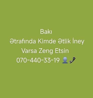 Heyvanlar: Bakı ətrafında ətlik inək axtarışı. - Məqsəd: kəsim üçün ətlik inək — 1