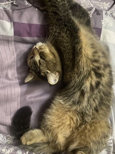 Heyvanlar üçün mallar: Tabbi, Dişi, Cütləşmə üçün — 2