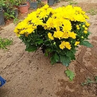 topdan gül satışı: Xrizantema payızgüllərinin topdan və pərakəndə satışı. Qiymətlər — 14