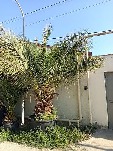 kalanxoe bitkisi: Xurma/palma ağacı – böyük ölçülü, qara plastik vannada - Növ — 2