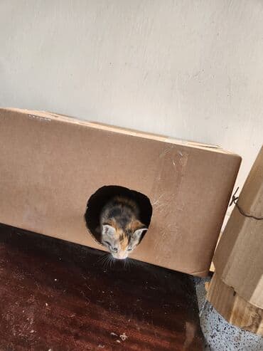 yeni doğulmuş pişik balası: Erkək, Yaxşı əllərə — 9