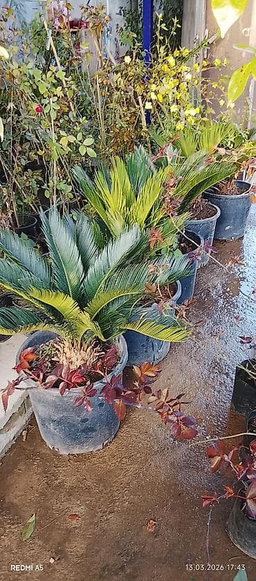 ev dekor: Satılır: dekorativ qapalı/açıq məkan bitkiləri - Saksıda sikas (Cycas — 5