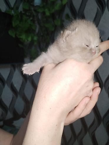 pişik boyunbağı: Britan, Yaxşı əllərə, Pulsuz çatdırılma — 2