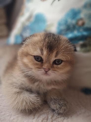 Şotland, Erkək, Yaxşı əllərə, Ünvandan götürmə