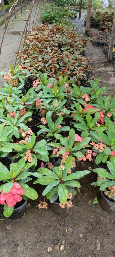 bitki satışı: Satışda dekorativ saksı bitkiləri – bağ və interyer üçün. - Euphorbia — 5