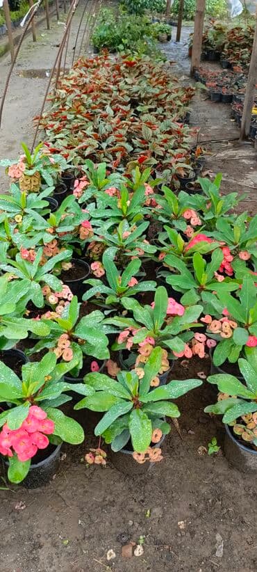 sultan daragi gülü: Müxtəlif növ güllər satışdadır. Birinci şəkildə yarpaqları yaşıl və — 4