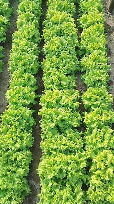 tərəvəz: Kahı (salat yarpağı) - Bakı məhsulu, açıq sahədə yetişdirilmiş - — 4