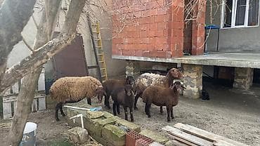 Qoyun sürüsü — qaragül tipli yerli cinslər qarışığı - Tərkib: 5