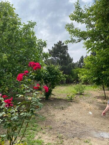 xoçəsən: 17 sot, Tikinti, Mülkiyyətçi, Bələdiyyə — 7