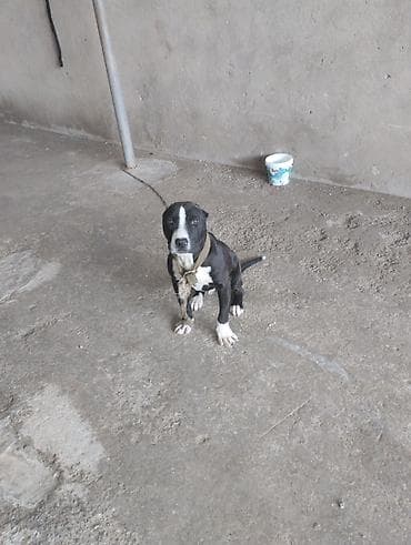 İtlər: Pitbul, 2 ay, Erkek, Peyvəndli, Ünvandan götürmə — 7