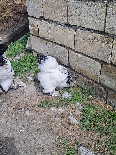 heyet qazi: Satılır: Brama (Brahma) cins toyuq Xüsusiyyətlər: - Rəng: ağ gövdə — 3