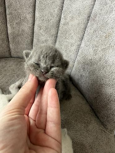 pisik cutlesme: Britan — 3