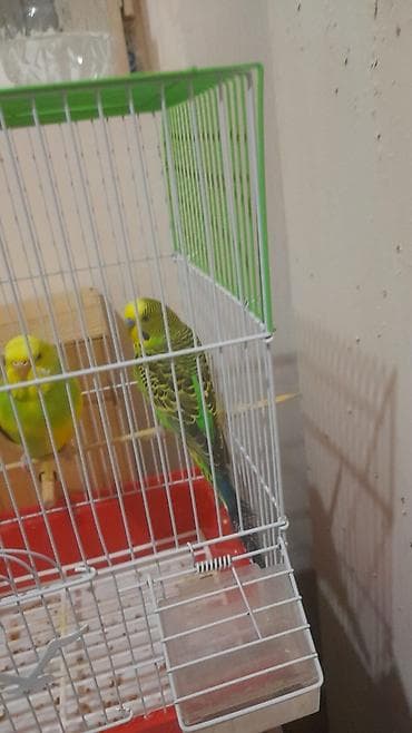 van pisiyi satilir: 050 548 06 66 rasim bəy — 3