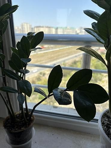 yaz gülləri: Zamioculcas zamiifolia (ZZ plant) – dekorativ otaq bitkisi - Parlaq — 7