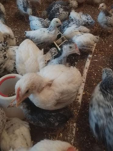 balaca itler satisi: Serbirs colpalar artiq 3 ayliqdirlar. Yumurtalıq ve ətlik cinsdir — 1