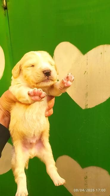 golden retriever balası satılır: Labrador-retriver, 2 ay, Erkek, Peyvəndli, Ünvandan götürmə — 7