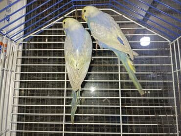 qara canavar sekilleri: Korella hazır cüt yuva qızdırırlar hələ bala verməyiblər. cütü 80m — 7